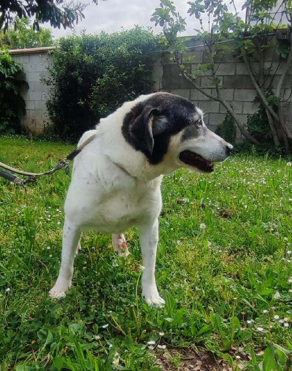 VALERIO TENERA ADOZIONE DEL CUORE Foto 7